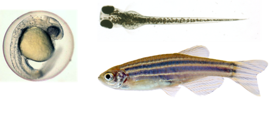 Zebrafish in the embryonic stage, larvae stage, and adult stage.