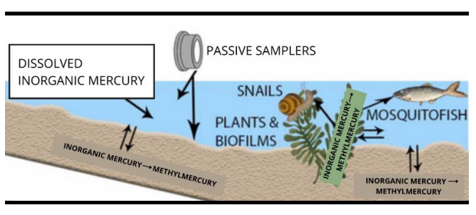 Researchers measured mercury levels in wetlands via passive samplers and biological samples.