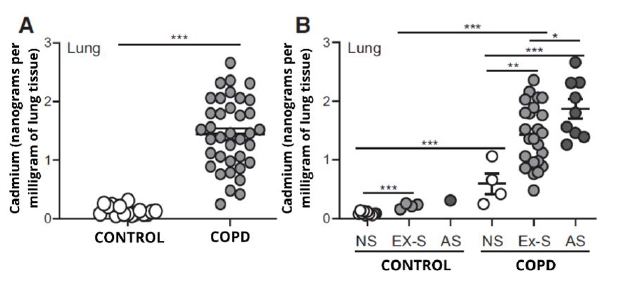 Charts showing higher cadmium levels in COPD lung tissue compared to healthy lung tissue.