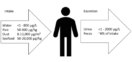 Diagram of arsenic intakes (water, rice, dust, seafood) and arsenic excretions (urine, feces) researchers analyzed.