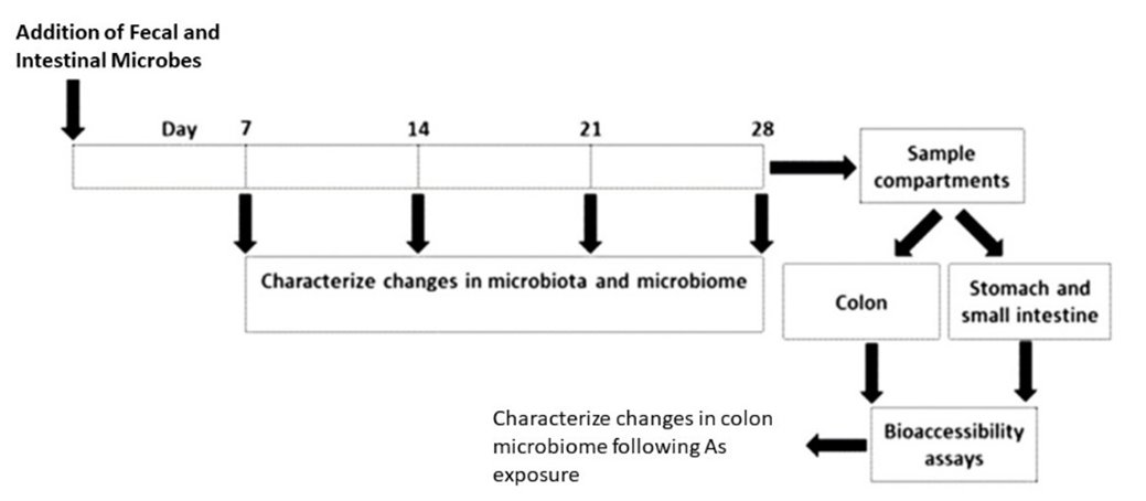 Diagram showing the 28 day trial in which the research team added microorganisms from mouse feces to create a realistic microbiome, and at the end of the trial period took samples from the colon and stomach/small intestines to run bioaccessibility assays. Thus, characterizing changes in the colon microbiome.