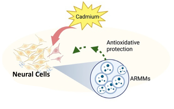 Illistrative depiction of neural cells being protected by ARMMs and the antioxidative protection they provide against cadmium.