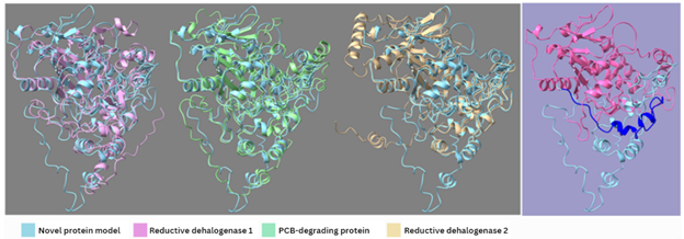 Four model proteins, the renditions looking almost like wrapping ribbons. The first, novel protein model and reductive dehalogenase 1, the second is novel protein model and PDB-degrading protein, and third novel protein model and reductive dehalogenase 2. All three are then combined into the fourth model.
