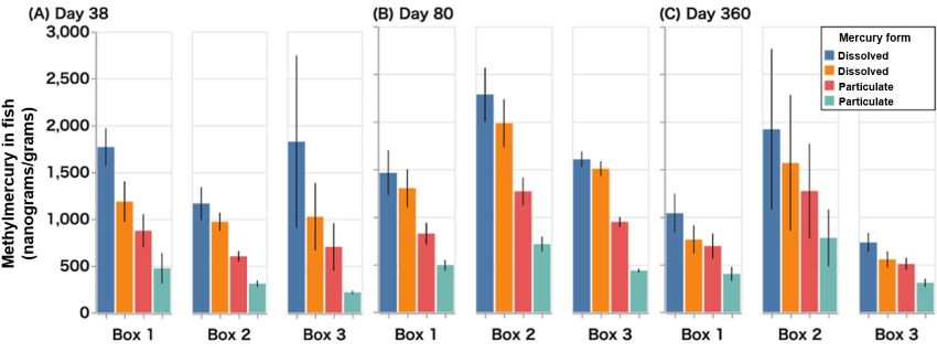 Three bar graphs charting methylmercury in fish across the three boxes showing that methylmercury concentrations in sediments and fish were five times greater for the dissolved mercury forms compared to the particulate mercury.