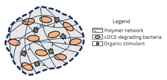 The hydrogel bead has a polymer network with cDCE-degrading bacteria and organic stimulant enmeshed within.
