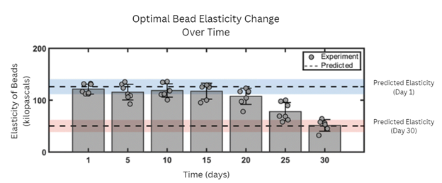 Bar graph showing the optimal bead's elasticity loss over time compared to the predicted elasticity at Day 1 and Day 30.